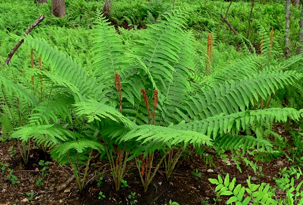 {Osmundastrum cinnamomeum}